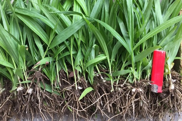 怎么种白芨，通常在3-5月份种植为佳