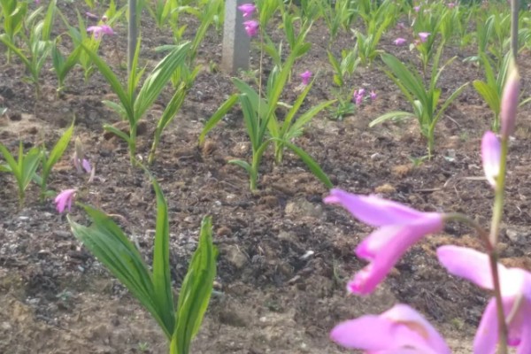 怎么种白芨，通常在3-5月份种植为佳