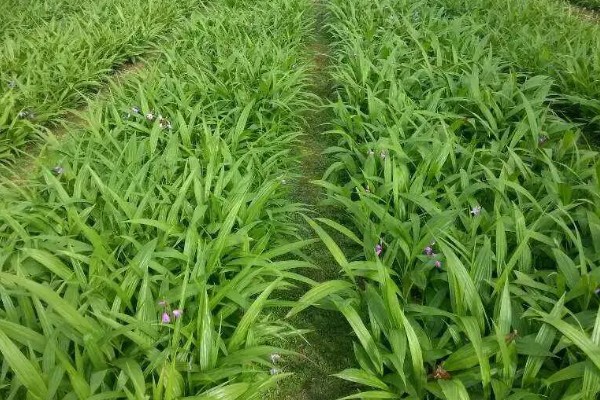 怎么种白芨，通常在3-5月份种植为佳