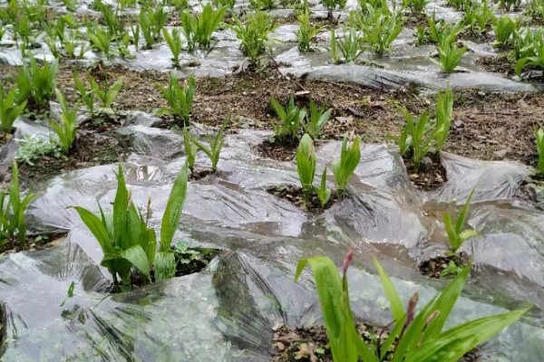 怎么种白芨，通常在3-5月份种植为佳