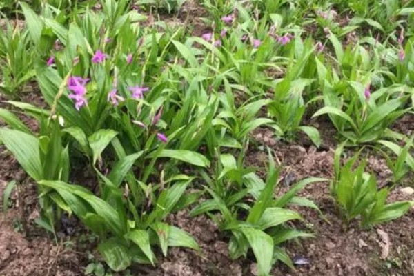 怎么种白芨，通常在3-5月份种植为佳