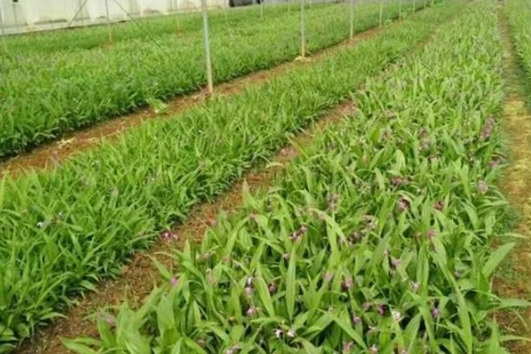 怎么种白芨，通常在3-5月份种植为佳
