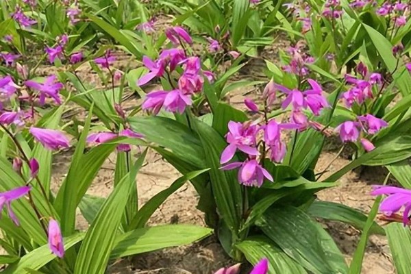 怎么种白芨，通常在3-5月份种植为佳