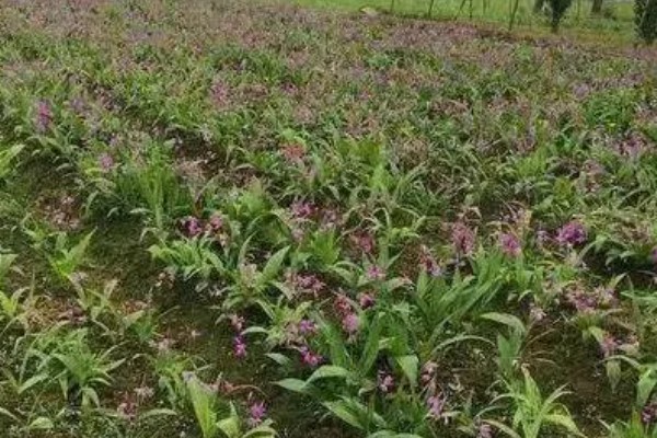 怎么种白芨，通常在3-5月份种植为佳