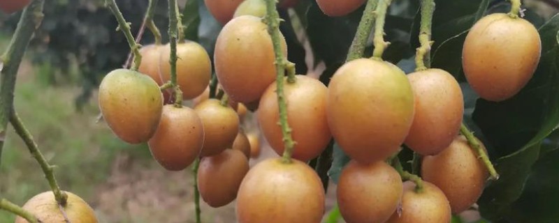 黄皮果与鼻涕枣有什么区别，种属、果实、分布均不同