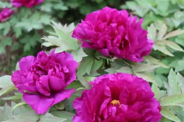 牡丹的品种有哪些，常见的有紫斑、首案红等