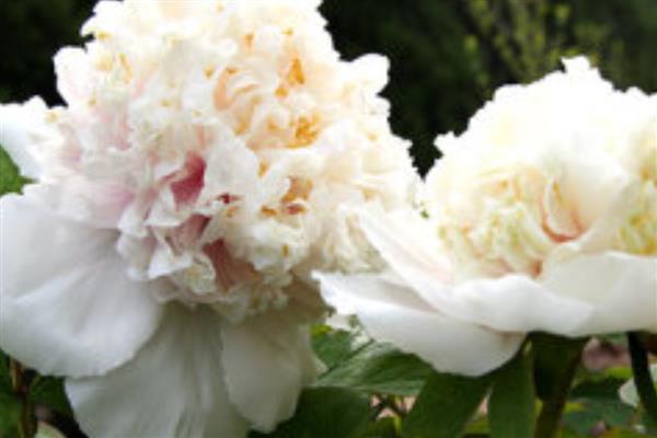 牡丹的品种有哪些，常见的有紫斑、首案红等