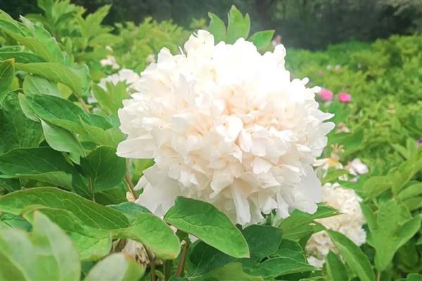 牡丹的品种有哪些，常见的有紫斑、首案红等