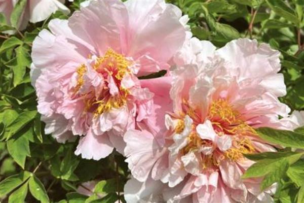 牡丹的品种有哪些，常见的有紫斑、首案红等