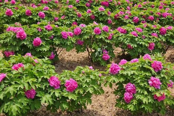 牡丹的品种有哪些，常见的有紫斑、首案红等