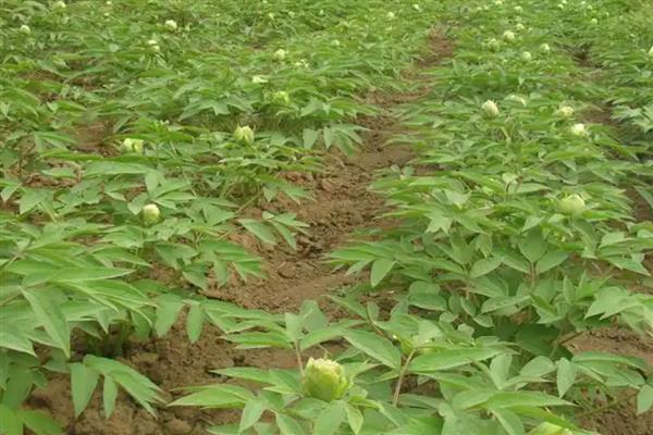 牡丹的品种有哪些，常见的有紫斑、首案红等