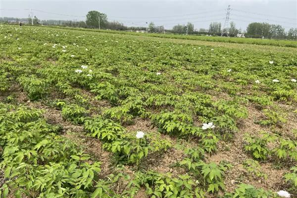 牡丹的品种有哪些，常见的有紫斑、首案红等