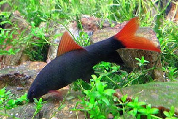 彩虹鲨简介,别称红鳍鲨