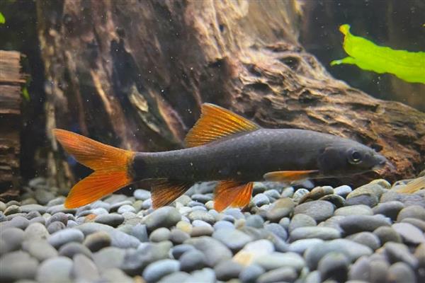 彩虹鲨简介,别称红鳍鲨