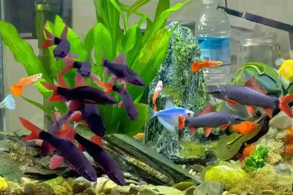 彩虹鲨简介,别称红鳍鲨