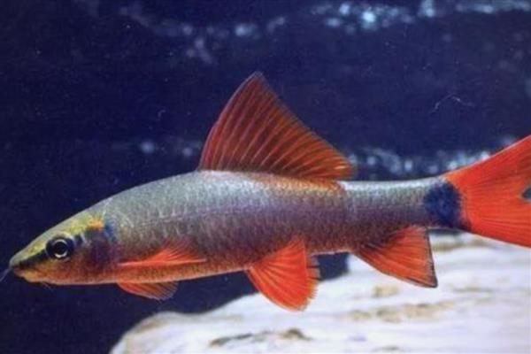 彩虹鲨简介,别称红鳍鲨