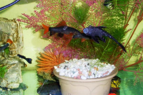 彩虹鲨简介,别称红鳍鲨