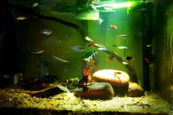 彩虹鲨简介,别称红鳍鲨