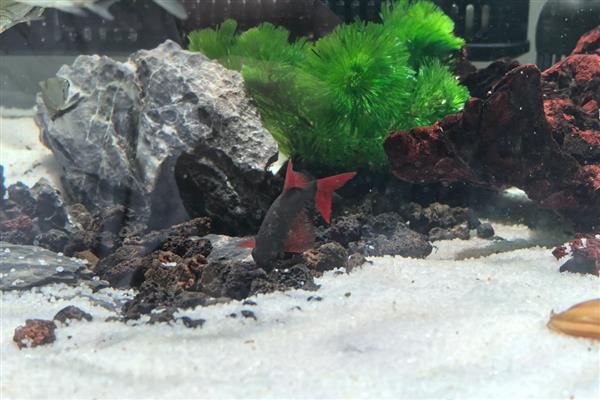 彩虹鲨简介,别称红鳍鲨