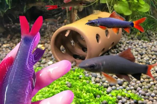 彩虹鲨简介,别称红鳍鲨