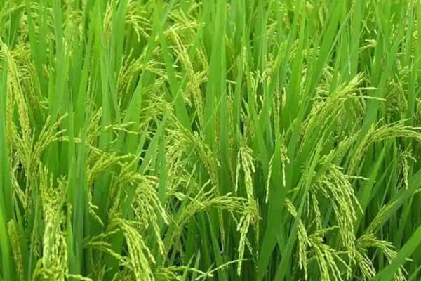 龙庆稻8号的产量表现，在区域试验中每公顷面积达到9000公斤左右