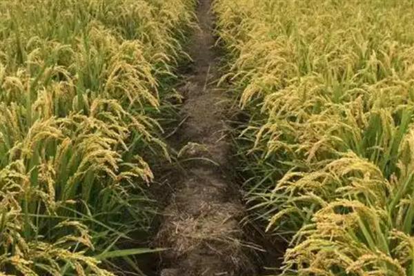 龙庆稻8号的产量表现，在区域试验中每公顷面积达到9000公斤左右