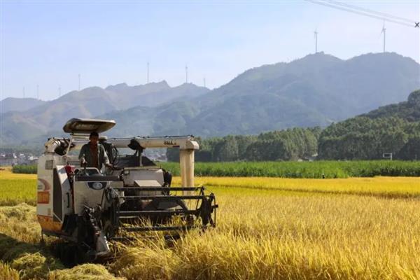 龙庆稻8号的产量表现，在区域试验中每公顷面积达到9000公斤左右