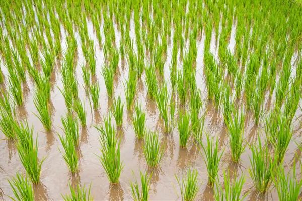 龙庆稻8号的产量表现，在区域试验中每公顷面积达到9000公斤左右