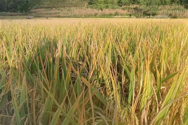 龙庆稻8号的产量表现，在区域试验中每公顷面积达到9000公斤左右