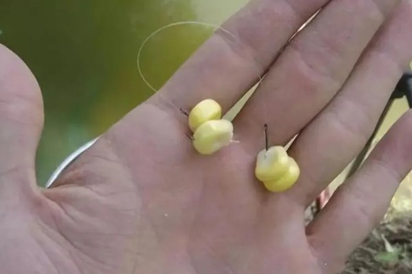 新鲜玉米可以钓什么鱼,可以钓鲤鱼、鲫鱼、翘嘴鱼等