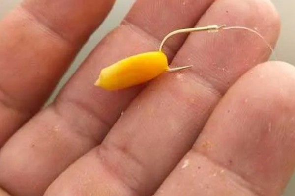 新鲜玉米可以钓什么鱼,可以钓鲤鱼、鲫鱼、翘嘴鱼等