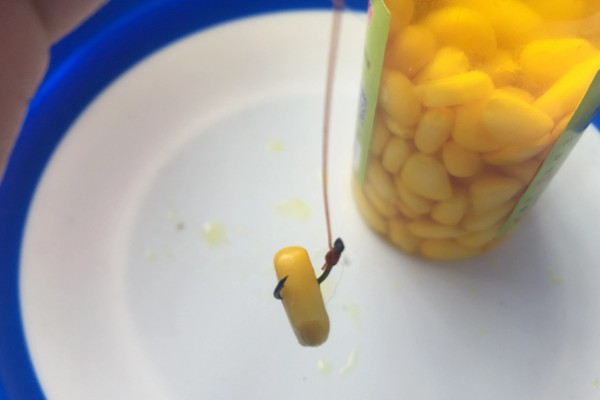 新鲜玉米可以钓什么鱼,可以钓鲤鱼、鲫鱼、翘嘴鱼等