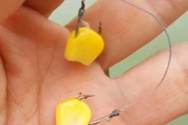 新鲜玉米可以钓什么鱼,可以钓鲤鱼、鲫鱼、翘嘴鱼等