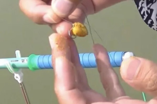 新鲜玉米可以钓什么鱼,可以钓鲤鱼、鲫鱼、翘嘴鱼等