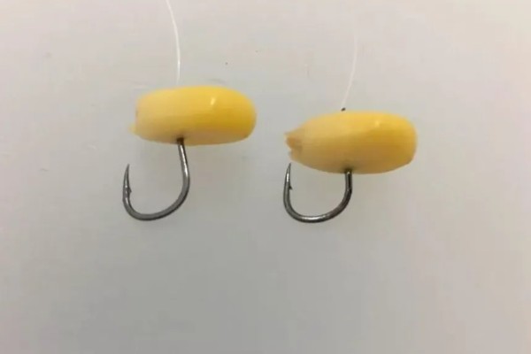 新鲜玉米可以钓什么鱼,可以钓鲤鱼、鲫鱼、翘嘴鱼等