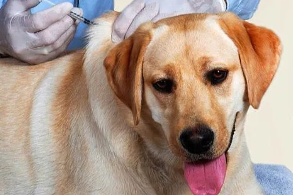 犬副流感的症状，表现为精神不振、体温升高等