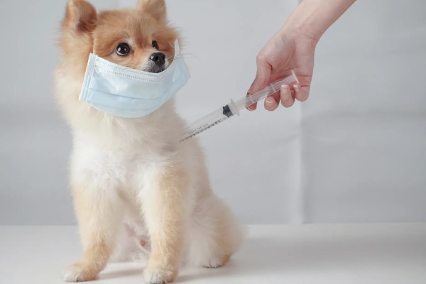 犬副流感的症状，表现为精神不振、体温升高等