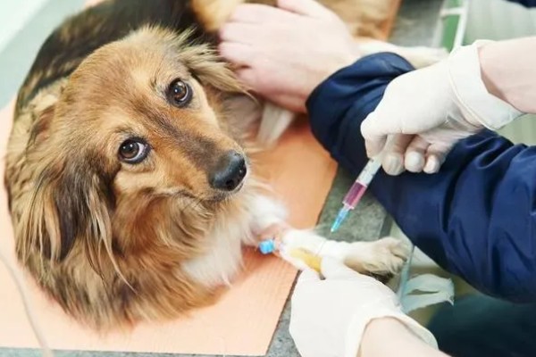 犬副流感的症状，表现为精神不振、体温升高等