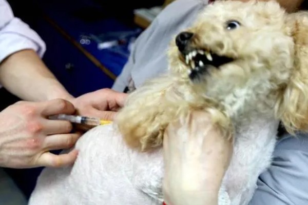 犬副流感的症状，表现为精神不振、体温升高等