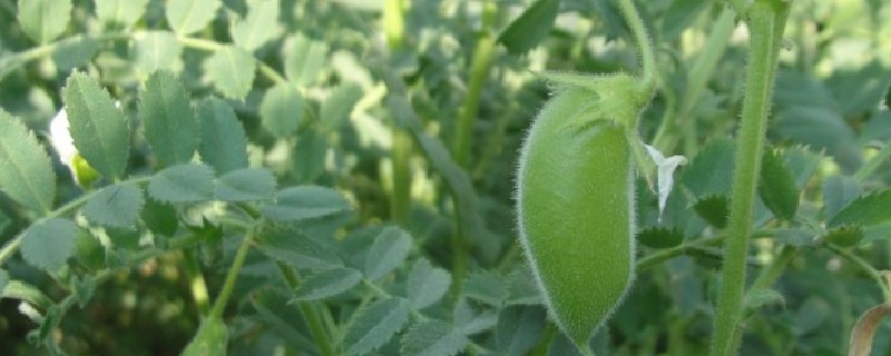 鹰嘴豆的育苗要点，根据品种决定栽培密度