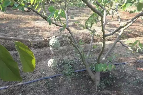 释迦果树的种植方法,适宜的生长温度为25-30℃