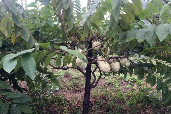 释迦果树的种植方法,适宜的生长温度为25-30℃