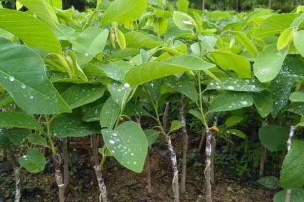 释迦果树的种植方法,适宜的生长温度为25-30℃