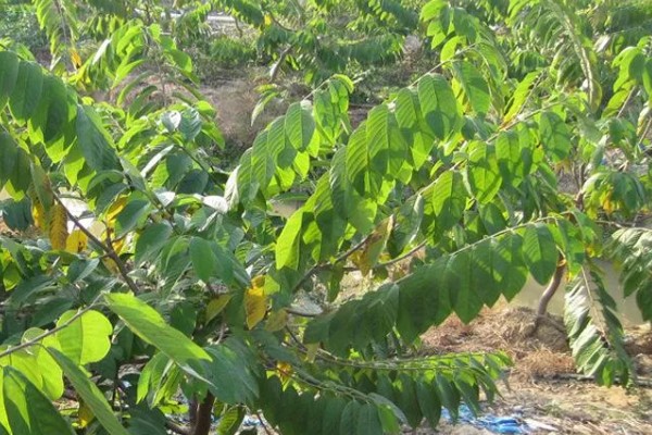 释迦果树的种植方法,适宜的生长温度为25-30℃