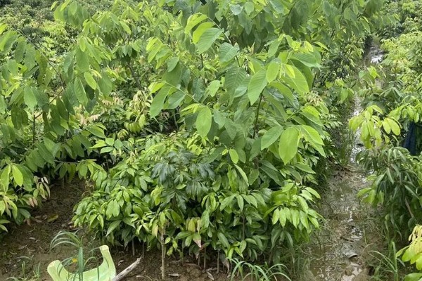 释迦果树的种植方法,适宜的生长温度为25-30℃