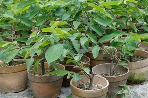 释迦果树的种植方法,适宜的生长温度为25-30℃