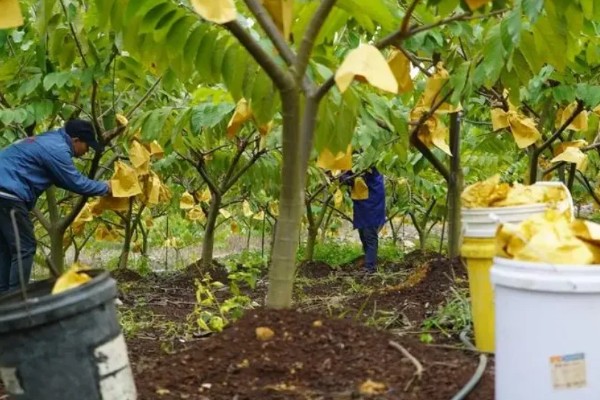 释迦果树的种植方法,适宜的生长温度为25-30℃