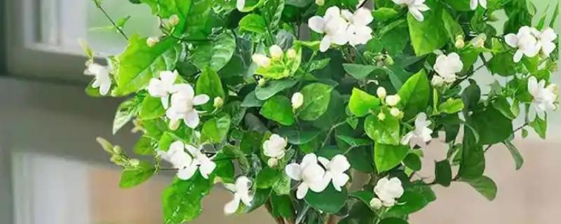 养殖茉莉的方式，浇水一定要浇透