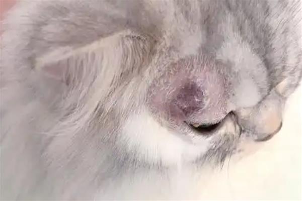 什么是猫癣，犬小孢子菌或须毛癣菌引起的疾病