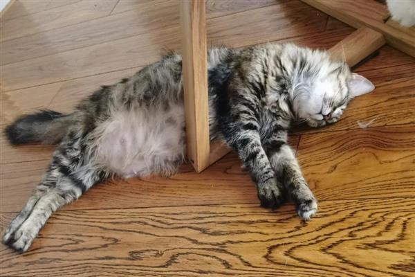 什么是猫癣，犬小孢子菌或须毛癣菌引起的疾病